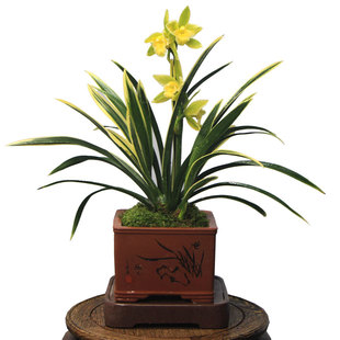 兰花苗金边蕙兰金如意四季阳台客厅浓香花卉植物盆栽好养易花包邮