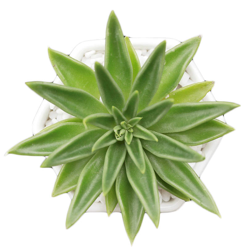 永盛园艺|多肉植物组合盆栽 办公室净化空气绿植肉肉花卉八爪鱿鱼