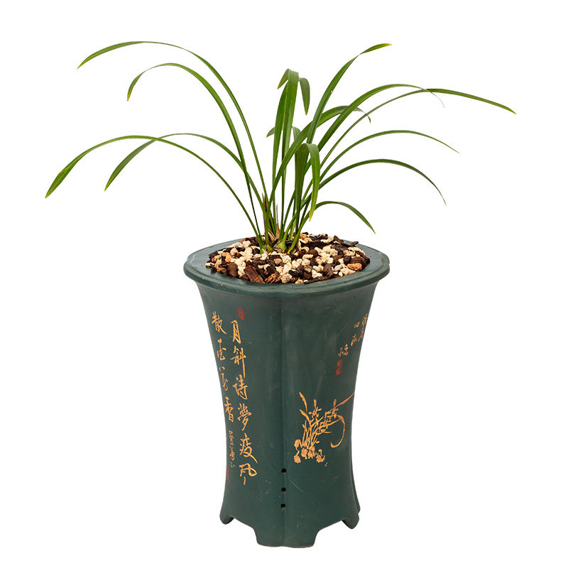 绿植盆栽四季好养兰花苗