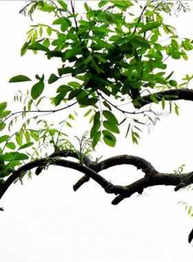龙爪槐绿化苗木垂槐造型观赏