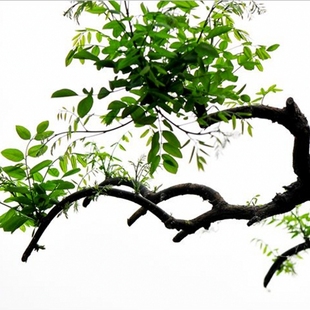 龙爪槐垂槐垂枝槐龙爪槐树苗国槐造型树庭院绿化耐寒耐旱四季种植