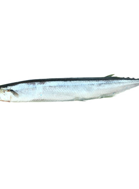 秋刀鱼冷冻新鲜烧烤食材日式韩式香煎海鲜水产鱼海鱼鲜活三斤包邮