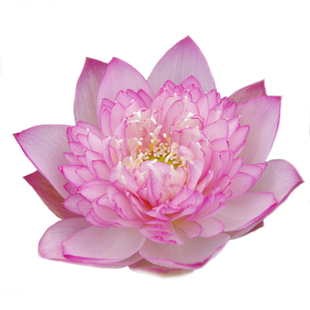 【惊艳•凤冠】净化空气庭院阳露台中型碗莲种藕苗裸根非四季花卉