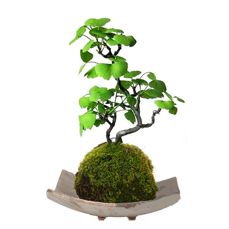 罗汉松观赏绿植客厅四季红枫叶