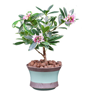 金边瑞香盆栽耐寒盆景 瑞香花苗冬季开花年宵花期长浓香花卉包邮