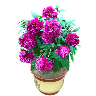 洛阳多分支观赏牡丹花苗盆栽地栽室内外客厅阳台庭院牡丹当年开花