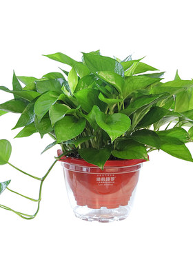 绿萝新房首选植物净化空气