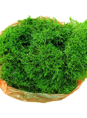 微景观苔藓新鲜现采农村直发