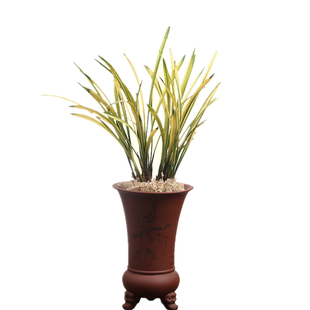 兰花八宝奇珍建兰山水画线艺室内盆景植物盆栽花卉