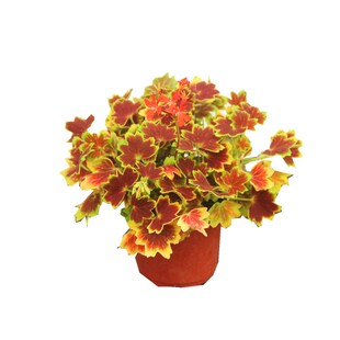 官乡花卉 百年温哥华枫叶天竺葵三色旗盆栽花卉植物阳光四季开花