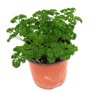 欧芹盆栽可食用 摘了还会长 卷叶欧芹 香草植物料理意大利欧芹