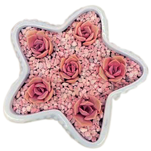 多肉花盆器创意个性中大号口径肉肉植物小号拇指花盆陶瓷特价清仓