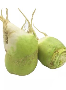 芥菜疙瘩新鲜现挖辣菜大头菜