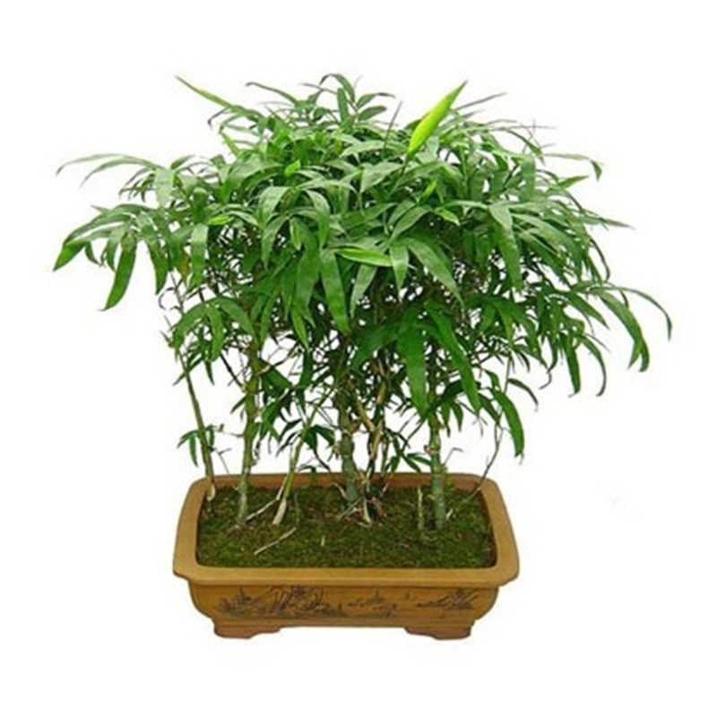 姬翠竹 米竹 佛肚竹观赏竹盆植物盆景日本盆竹 观赏竹子盆景竹苗