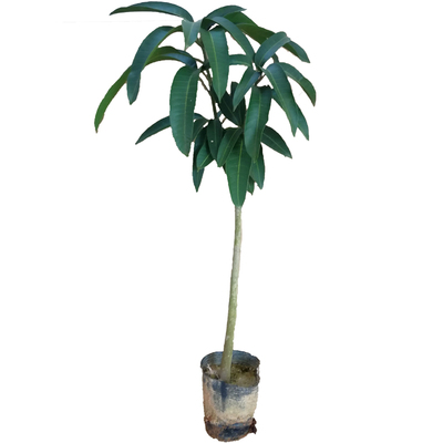 广西金煌芒果苗桂七盆栽