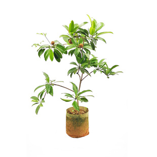 四季软枝人心果树苗 广西仁心果越南大果人心果树苗 庭院盆栽地栽