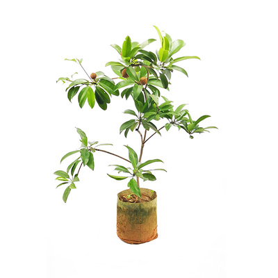 四季盆栽地栽四季软枝人心果苗