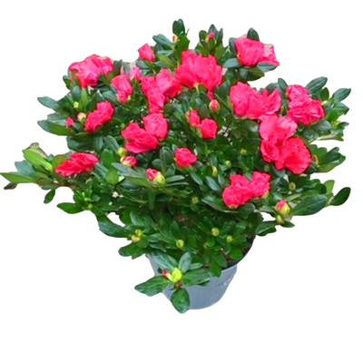 杜鹃阳台庭院公园耐寒耐热花期长