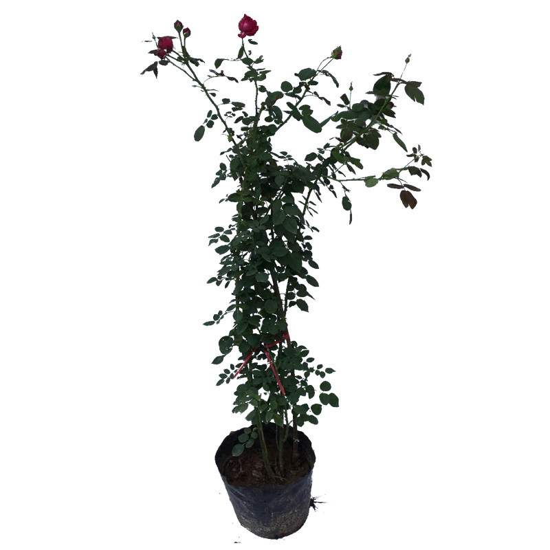 花卉蔷薇花卉庭院植物藤本月季