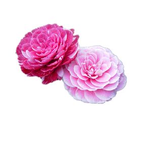 鸳鸯凤冠茶花苗花卉盆栽3-4年苗一树多色山茶花品种实物拍摄包邮