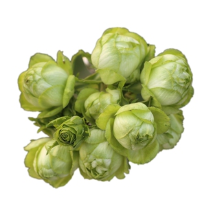 丰花月季P11盆那不勒斯可爱多金丝雀绿冰小魔女甜心老园丁盆栽