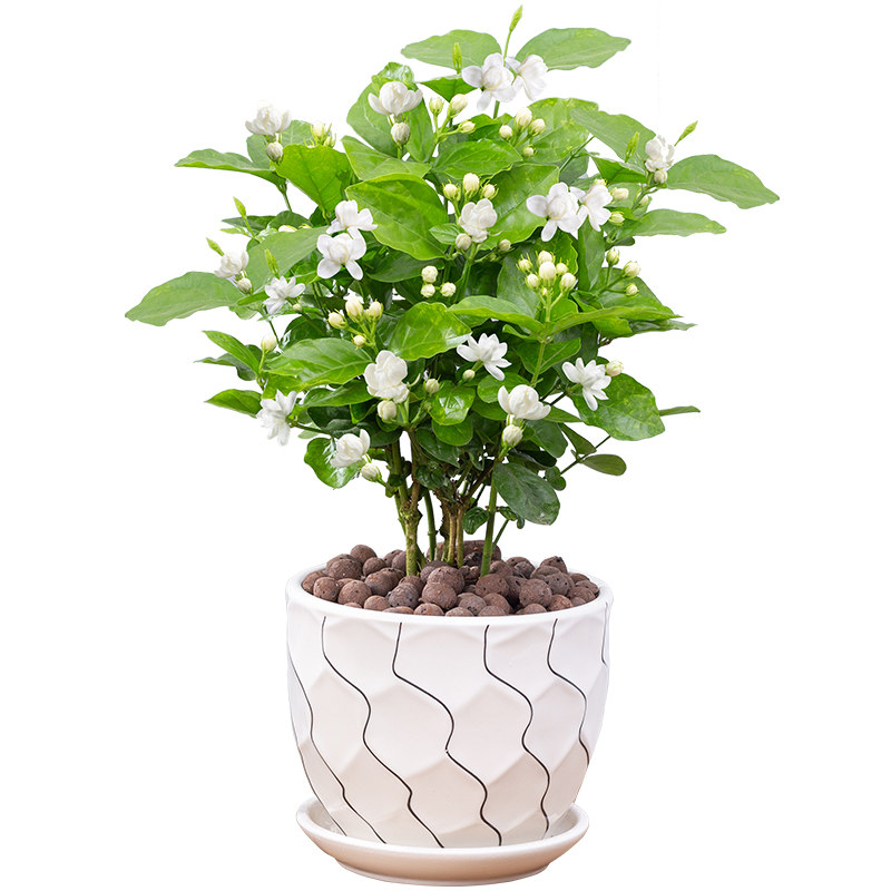 茉莉花盆栽重瓣开花浓香好养室内阳台庭院桌面观花卉绿植