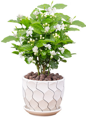 【带花苞】茉莉花盆栽阳台植物