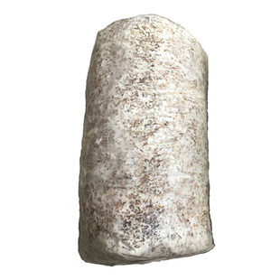 平菇菌种 原种 母种 椴木平菇菌种食用菌菌种 蘑菇菌种 平菇菌包