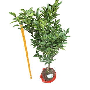 爱媛38号树苗爱媛28号红美人苗树苗橘子柑橘树苗南方种植盆栽地栽