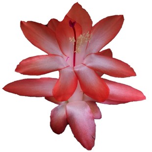 进口蟹爪兰带花苞盆栽雷神系奥里瓦淡红色阳台花卉室内植物莱妮家