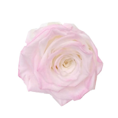 国产大号6-7厘米香颂渐变diy玫瑰