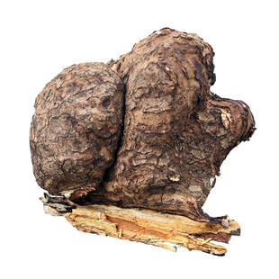 哀牢彝家云南地道药材姚州茯苓茯神云苓 茯神木云神带皮阴干500克