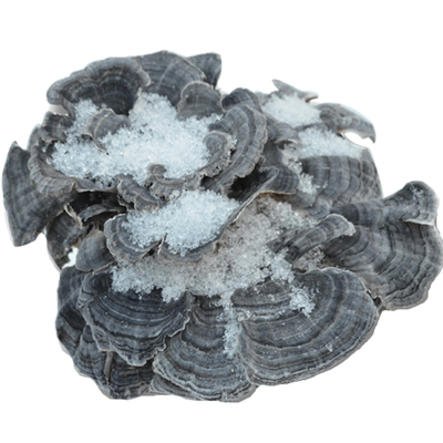 福源堂云芝长白山野生灵芝林芝