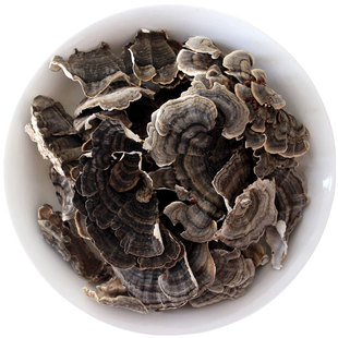 野生云芝剪根精选大片的新货500g无根非常干净长白山黄云芝正品