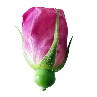 3斤新鲜食用平阴玫瑰鲜花花蕾花骨朵做纯露酵素酱花苞花朵花瓣重