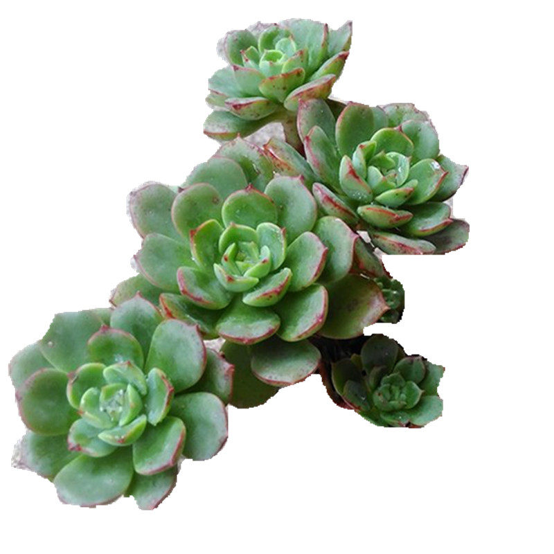 红化妆多肉植物老桩一物一拍组合盆栽含盆带土清仓包邮室内防辐射