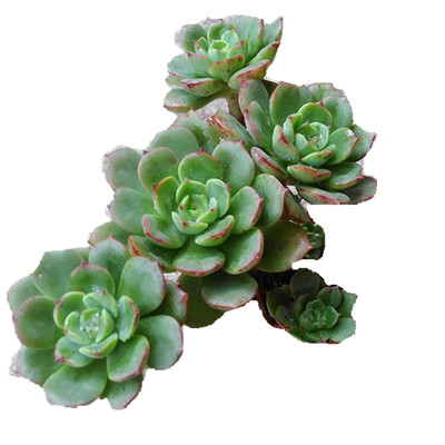 红化妆多肉植物老桩一物一拍