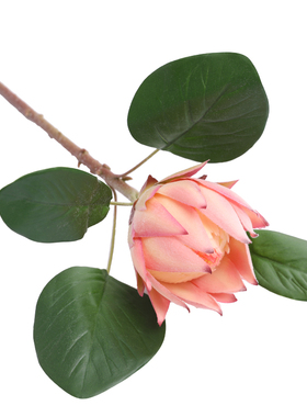 泰环植毛帝王花非洲国花仿真花