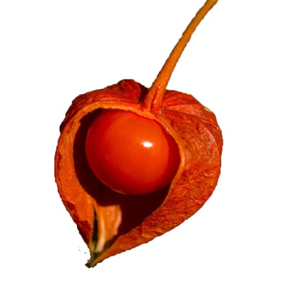 大红灯笼山红姑娘果锦灯笼中药材