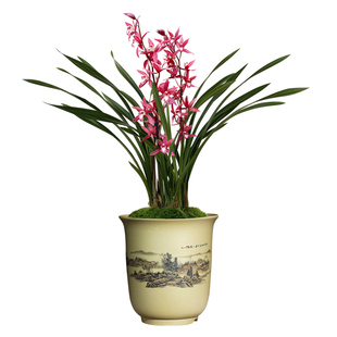 艾莹兰花苗紫元素墨兰报岁兰夏带浓香花苞室内阳台兰花盆栽好养活