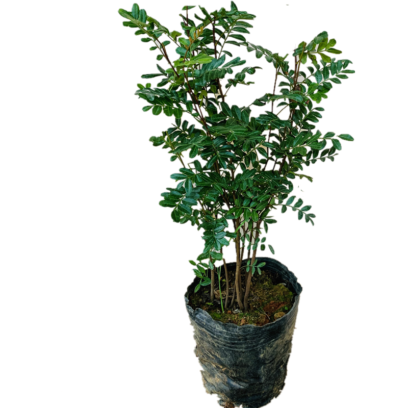 云南正宗红芽清香木驱蚊虫植物
