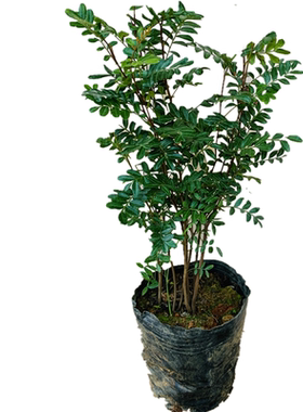 云南正宗红芽清香木驱蚊虫植物