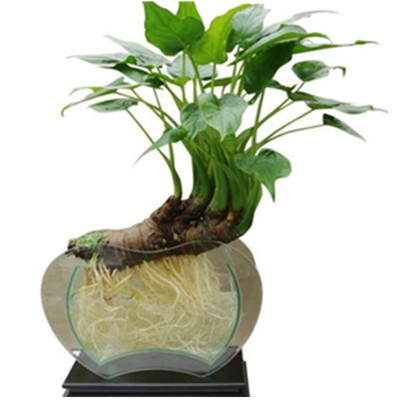 别墅小叶千手观音趣味盆景