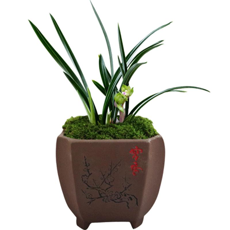 刘阁兰花苗 春兰皇后 奇瓣绿云现带浓香花苞出售好养花卉盆栽绿植