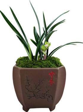 绿植春兰盆栽好养花卉