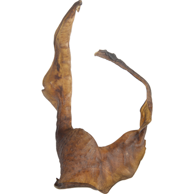 10头内大片甲鱼裙边干