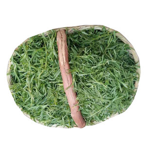 扫帚菜新鲜整颗扫夫菜现摘山东省儿时野菜家乡菜野菠菜带箱5斤装