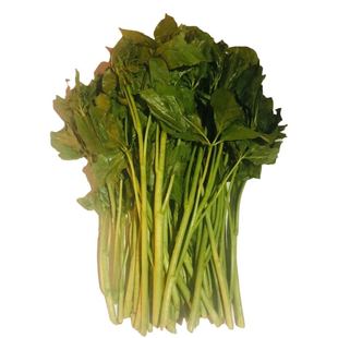 东北野生新鲜刺无加山野菜 新鲜山菜刺果棒一份250克 4份包邮顺丰