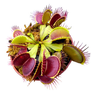 B52捕蝇草大型成株夹子超大食人花食虫草巨夹