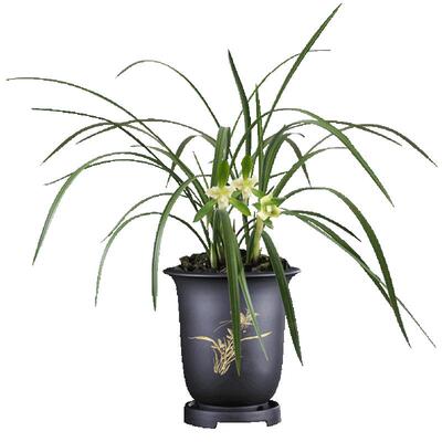 春兰素心三星蝶天地金星